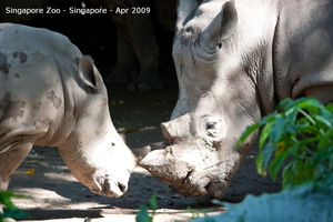 20090423 Singapore Zoo  21 of 97 